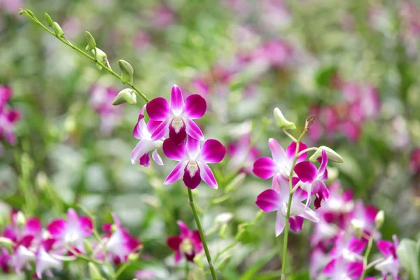 Pilha Flor Bonita Orchid Jardim Orchid — Fotografia de Stock
