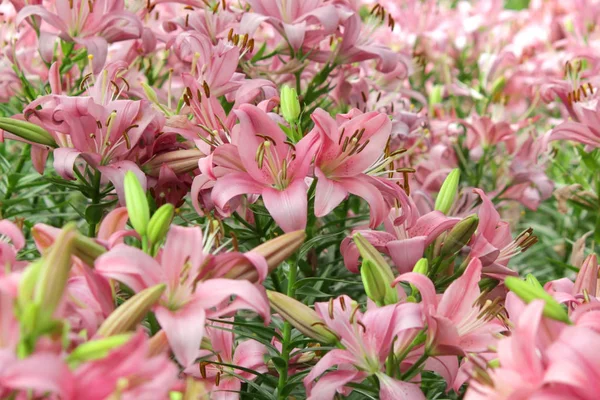 Pilha Lindos Lírios Rosa Flor Jardim Lírio — Fotografia de Stock