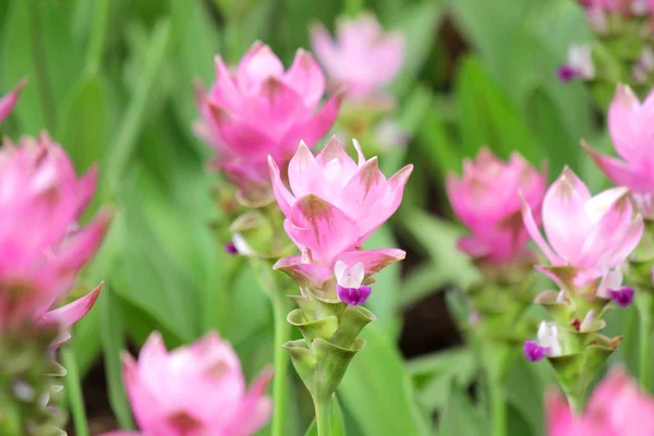 Güzel Pembe Siam Lale Çiçek Lale Bahçesinde Yığını — Stok fotoğraf