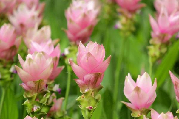 チューリップの庭で美しいピンク サイアム チューリップの花の山 — ストック写真