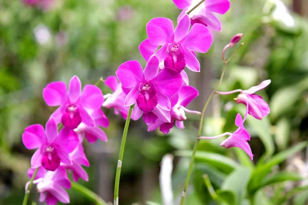 Primer Plano Flor Hermosa Orquídea Jardín Orquídea — Foto de Stock