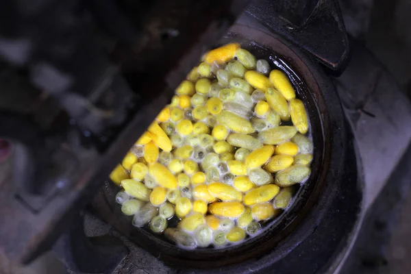 Casulos Bicho Seda Amarelo Crisálida Panela Processo Fazer Seda — Fotografia de Stock