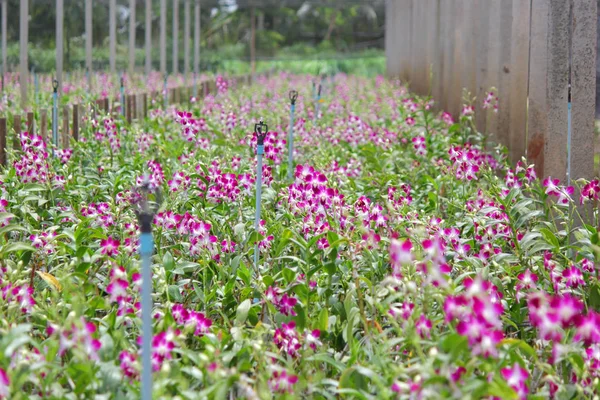 オーキッド ガーデンの美しい蘭の花の山 — ストック写真