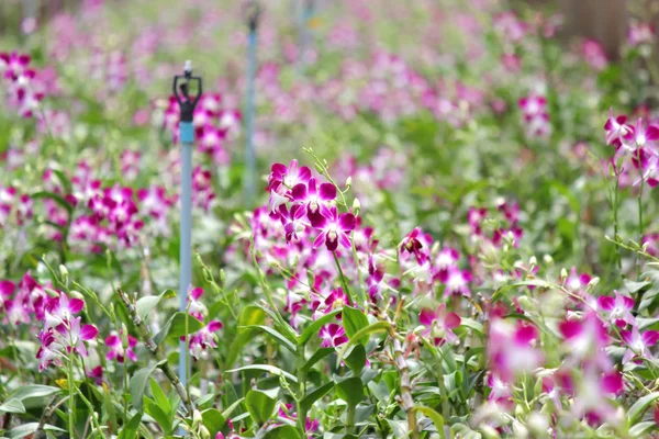 オーキッド ガーデンの美しい蘭の花の山 — ストック写真