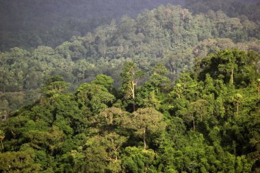 yeşil orman ağaçlarıyla kaplı dağ manzaralı