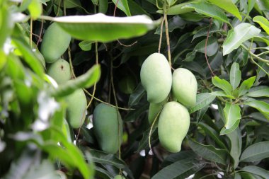 Genç mango meyve organik çiftlik ağaç üzerinde