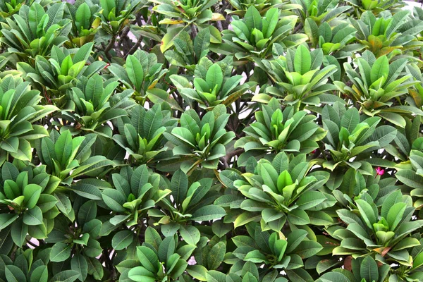 Photo Green Leaf Background Texture — Stock Photo, Image