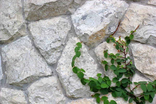 creeping fig, climbing ficus pumila on stone wall