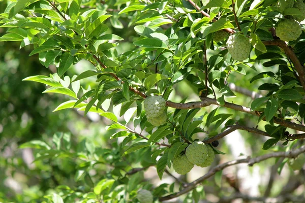 Κρέμα Μήλο Φρούτα Στο Δέντρο Στο Βιολογικό Αγρόκτημα — Φωτογραφία Αρχείου