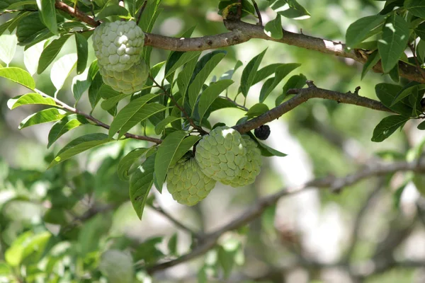 Puddingapfelobst Baum Biobauernhof — Stockfoto