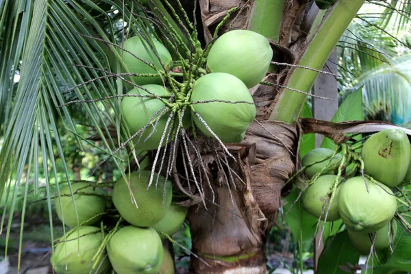 Haufen Junger Kokosnüsse Auf Kokosnussbaum — Stockfoto