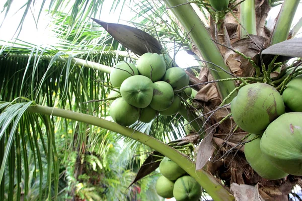 ココナッツの木に若いココナッツの山 — ストック写真