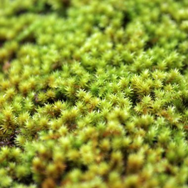 Doğa arka plan olarak ormandaki yeşil yosun closeup