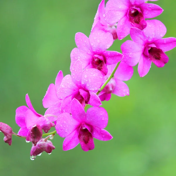 Krásná Růžová Orchidej Květina Přírodou Pozadím — Stock fotografie