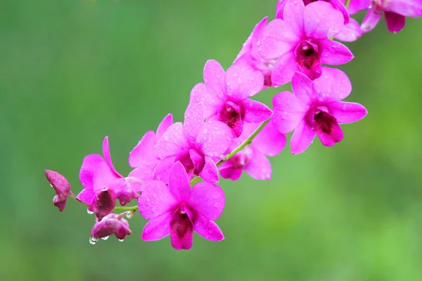 Beautiful Pink Orchid Flower Nature Background — Stock Photo, Image