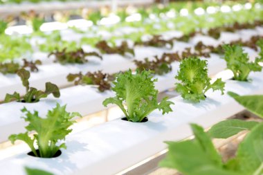 fotoğraf bir çiftlikte organik hydroponic sebze