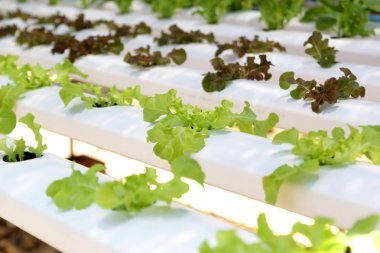 fotoğraf bir çiftlikte organik hydroponic sebze