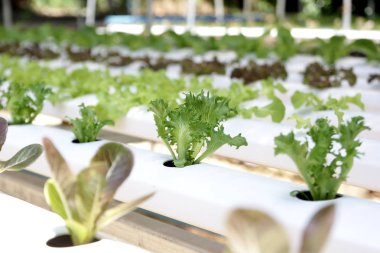 fotoğraf bir çiftlikte organik hydroponic sebze