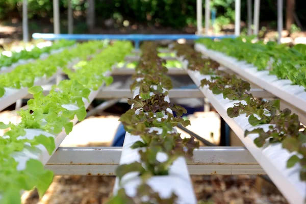 Foto Vegetal Hidropônico Orgânico Fazenda — Fotografia de Stock