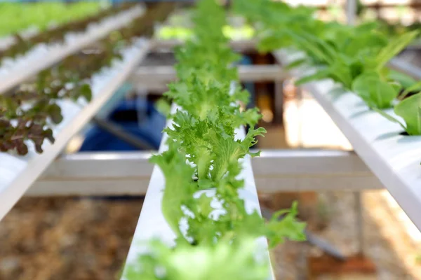 Foto Vegetal Hidropônico Orgânico Fazenda — Fotografia de Stock