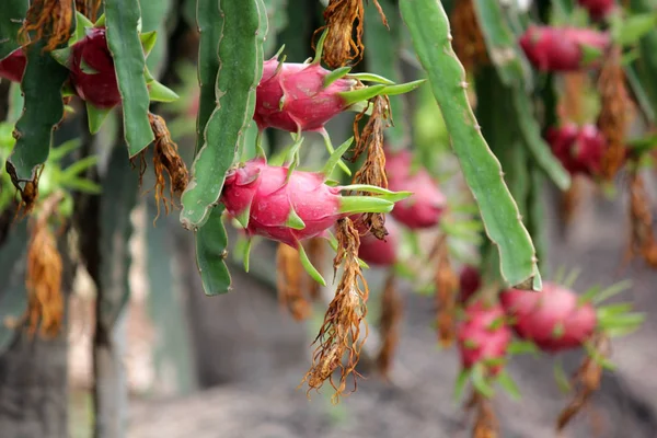 dragon fruit on tree in organic farm