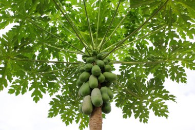 papaya meyve ağacı meyve bahçesinde üzerinde yığını
