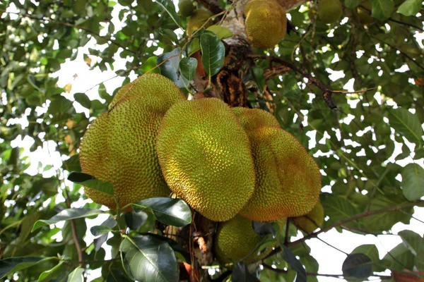 Hromadu Jackfruit Strom Ovocné Zahradě — Stock fotografie