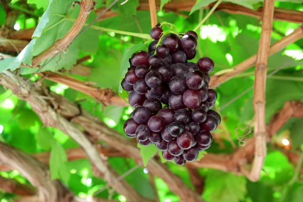 Traubenfrucht Auf Baum Obstgarten — Stockfoto