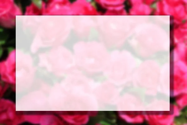 Copyspace とピンクのバラの花のぼやけた写真 — ストック写真