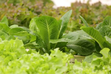 fotoğraf bir çiftlikte organik hydroponic sebze