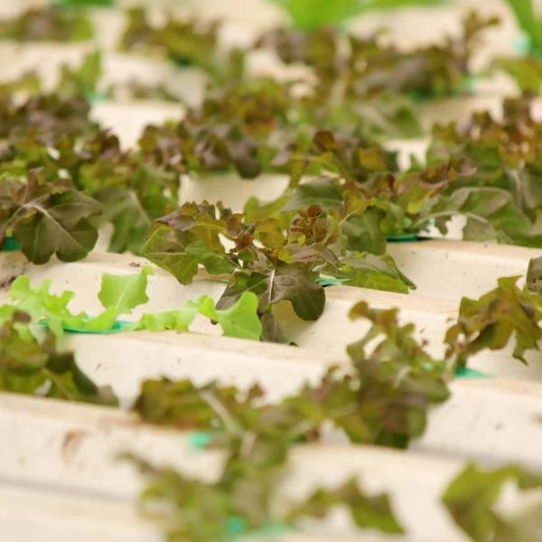 Foto Vegetal Hidropônico Orgânico Fazenda — Fotografia de Stock