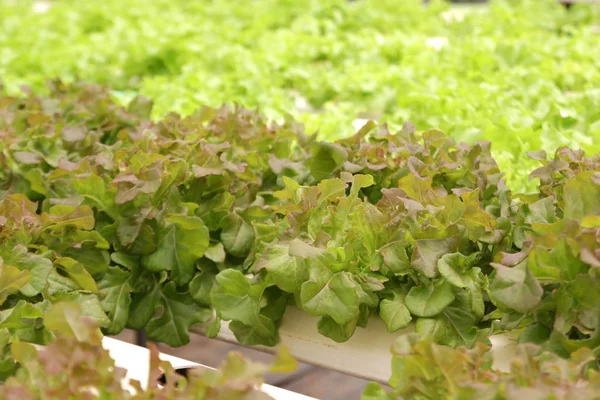 Foto Vegetal Hidropônico Orgânico Fazenda — Fotografia de Stock