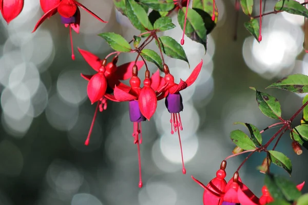 Gouttes Oreilles Dame Fleurs Fleur Fuchsia Magellanica Rouge Violet — Photo