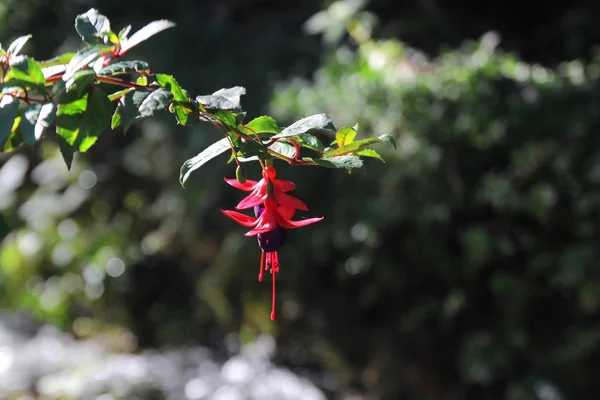 Orejas Dama Florecientes Flor Fucsia Magallánica Roja Púrpura —  Fotos de Stock