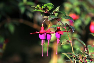 çiçek açan kadının eardrops, kırmızı ve Mor Fuşya magellanica çiçek