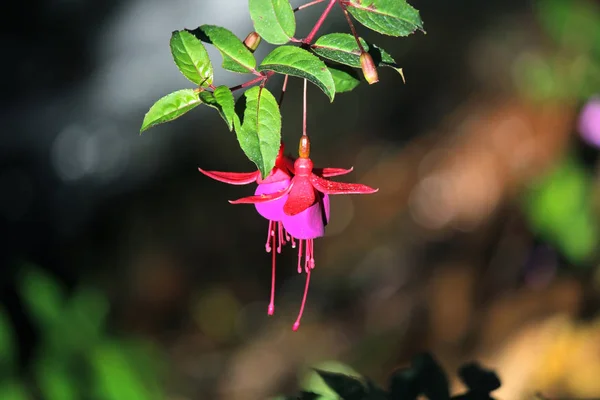 Orejas Dama Florecientes Flor Fucsia Magallánica Roja Púrpura —  Fotos de Stock