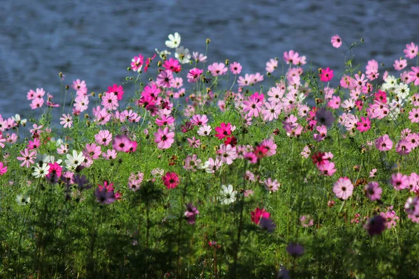 Foto Der Bunten Gattung Zinnia Oder Kosmosblume Garten — Stockfoto