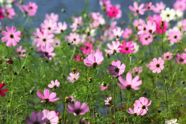 Foto Der Bunten Gattung Zinnia Oder Kosmosblume Garten — Stockfoto