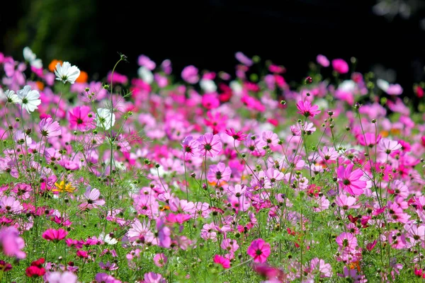 Foto Del Colorido Género Zinnia Flor Del Cosmos Jardín —  Fotos de Stock