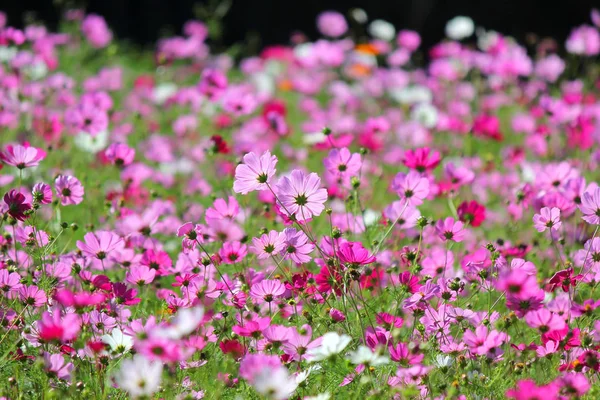 Foto Del Colorido Género Zinnia Flor Del Cosmos Jardín — Foto de Stock