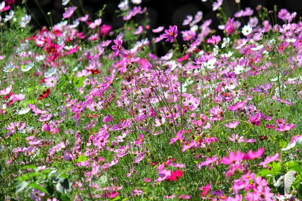 Foto Der Bunten Gattung Zinnia Oder Kosmosblume Garten — Stockfoto