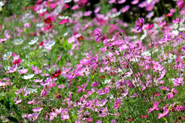 Photo Colorful Genus Zinnia Cosmos Flower Garden — Stock Photo, Image