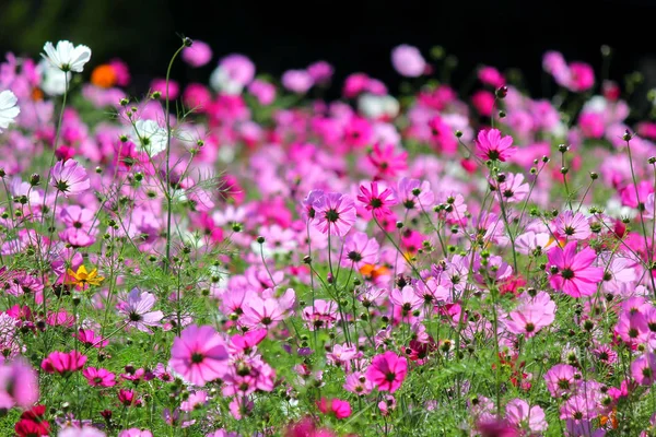 Foto Del Colorido Género Zinnia Flor Del Cosmos Jardín — Foto de Stock