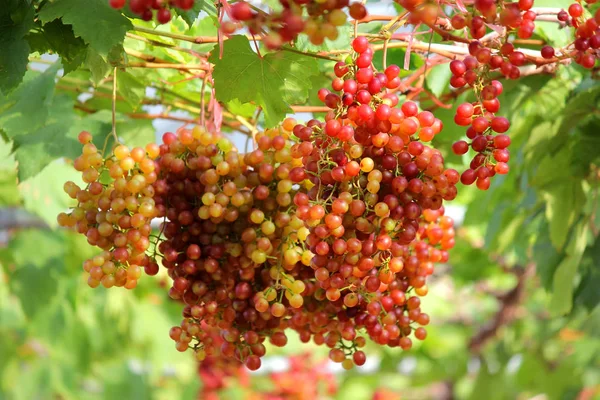 Zdjęcia Dojrzałych Winogron Zbiorów Winnicy — Zdjęcie stockowe