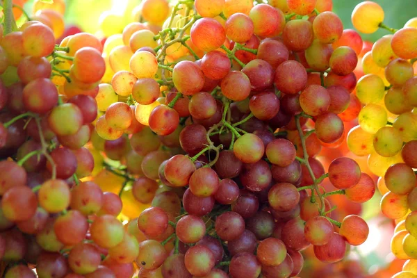 Foto Vendimia Uvas Maduras Viñedo — Foto de Stock