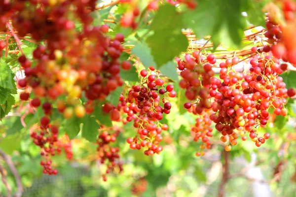 Foto Vendimia Uvas Maduras Viñedo — Foto de Stock