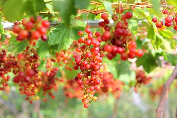 Foto Von Der Ernte Der Reifen Trauben Weinberg — Stockfoto