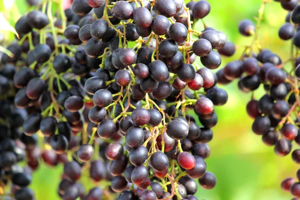 Foto Vendimia Uvas Maduras Viñedo — Foto de Stock