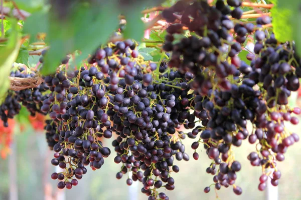 Foto Von Der Ernte Der Reifen Trauben Weinberg — Stockfoto