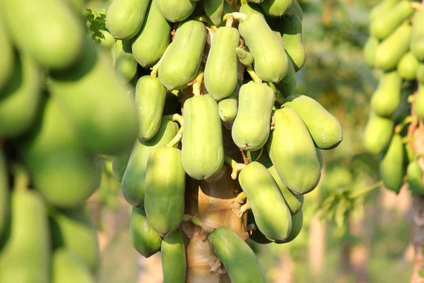 pile of papaya fruit on tree in fruit garden